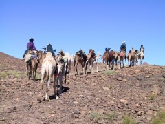 fila di cammelli