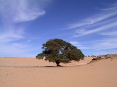 albero e sabbia