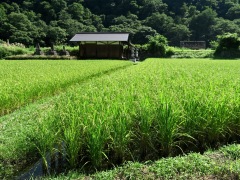 Shirakawa