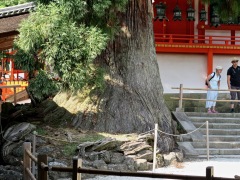 Kasuga-Shrine