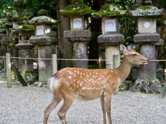 Kasuga-Shrine