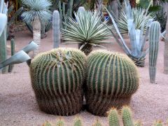 giardini Majorelle