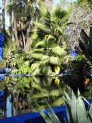 giardini Majorelle_15762