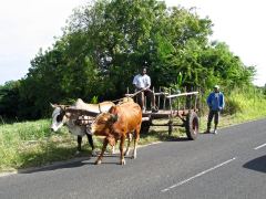 carro e buoi