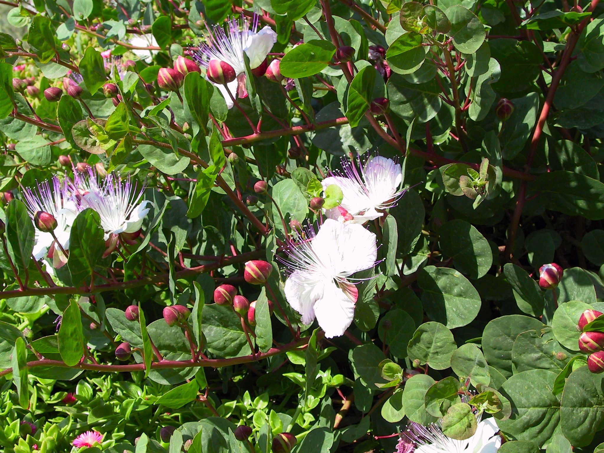 fiori -   (<? echo $image->filename ?>) 