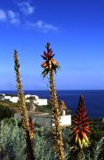 Panarea