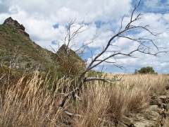 alberello